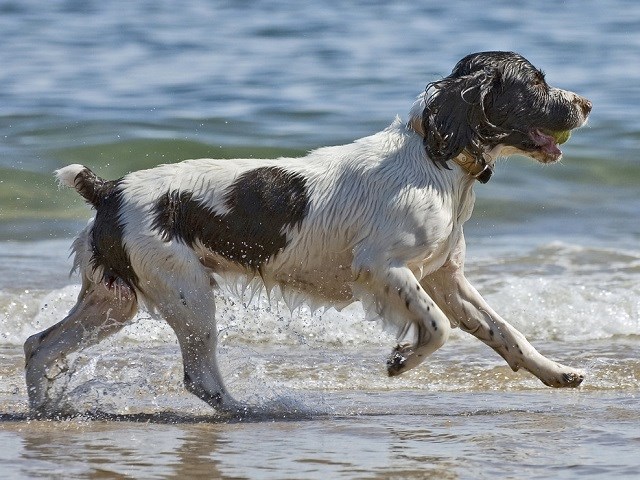 English Springer Spaniel thumbnail